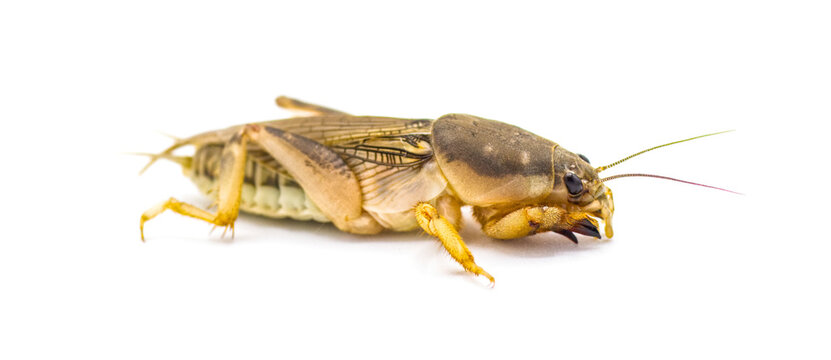 Southern mole cricket - Scapteriscus or Neoscapteriscus borellii - side profile view, isolated on white background