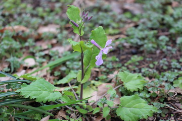 leaves on the ground