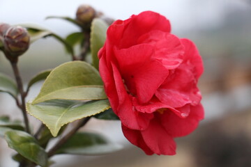 red rose bud in a garden