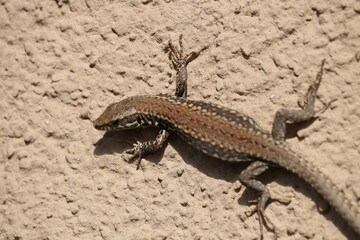 Closeup of small lizard