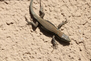 Closeup of small lizard