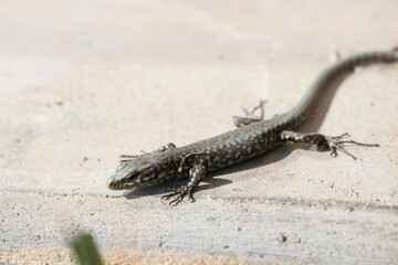 Closeup of small lizard