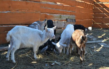 Naklejka na ściany i meble Domestic goats of the Anglo-Nubian breed walk in a paddock on a sunny spring day.