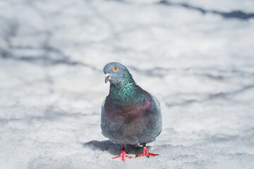 A beautiful pigeon sits on the snow in a city park in winter...
