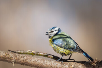 Eurasian blue tit - Cyanistes caeruleus