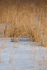 A frozen lake with grass growing though the ice