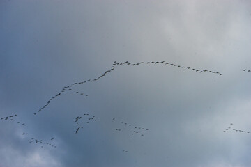 Bird-pattern in the sky