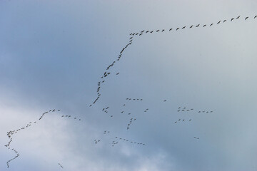 Bird-pattern in the sky 