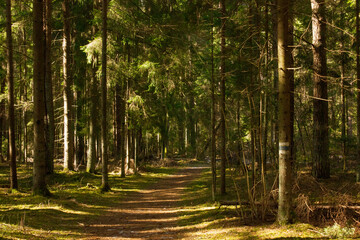 A beautiful view of a path in the middle of a forest 