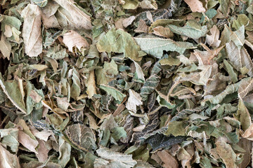 Dried burn nettle herb background, top view, Urtica dioica macro texture.