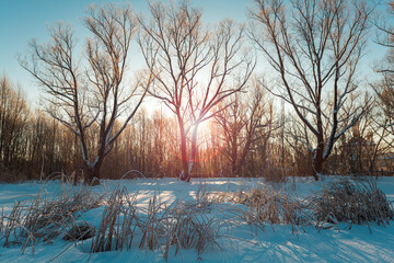 Trees and dry grass on the bank of a frozen river on a sunny day.