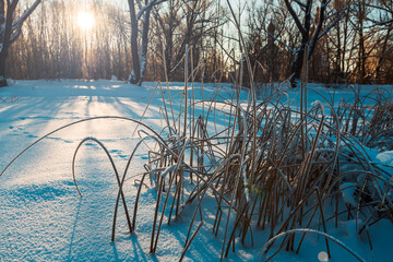Dry grass on the bank of a frozen river on a sunny day.
