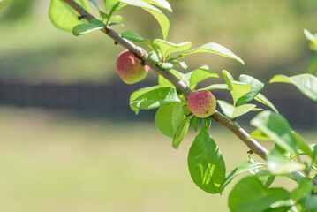 Young fruits of flowering quince on the tree