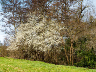 Obraz premium Blackthorns bush (Prunus spinosa) with magnificent pur white flowering on bare branches illuminating a landscape of Black Forest in germany 