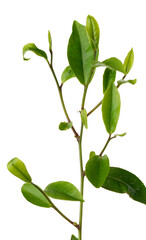 Green tea leaf isolated on white background