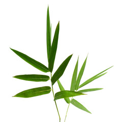 Bamboo leafs