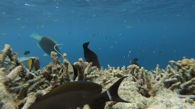ein Riff mit sehr vielen verschiedenen Fischen, zerst&ouml;rt durch Korallensterben