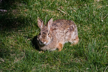 Rabbit in grass