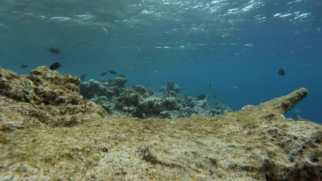 ein Riff mit sehr vielen verschiedenen Fischen, zerst&ouml;rt durch Korallensterben