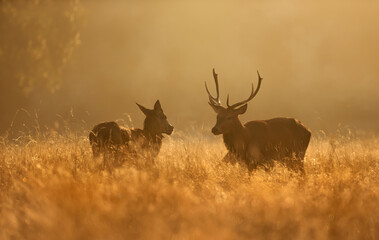 Red Deer stag and hind during rutting season at sunrise