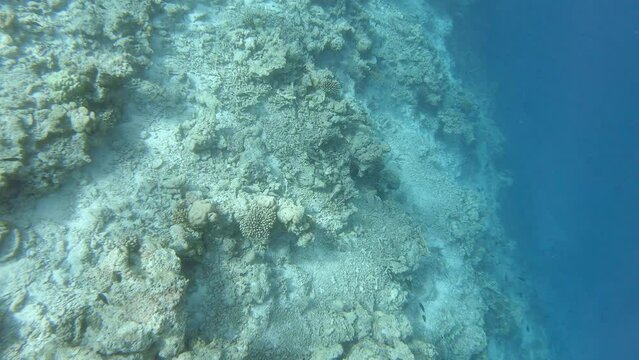 ein Riff mit sehr vielen verschiedenen Fischen, zerstört durch Korallensterben