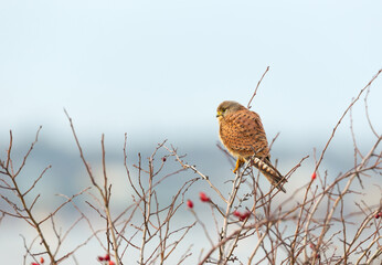 Common kestrel perched on a tree branch against blue sky
