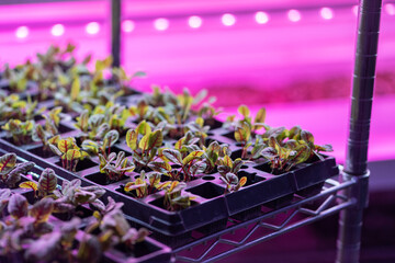 Seedlings of Swiss chard growing in hothouse under purple LED light. Hydroponics indoor vegetable plant factory. Greenhouse with agricultural cultures and led lighting equipment. Green salad farm.  - obrazy, fototapety, plakaty
