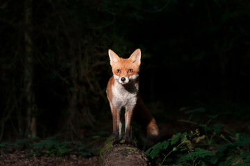 Close up of a Red fox in forest at night