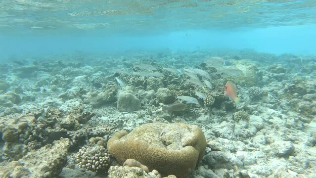 ein Riff mit sehr vielen verschiedenen Fischen, zerst&ouml;rt durch Korallensterben