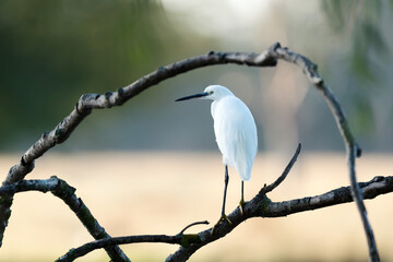 Little egret (Egretta garzetta) perched on a tree