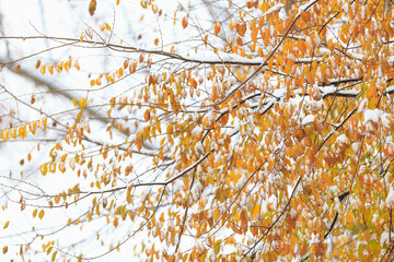 Autumn yellowed leaves on a tree in the snow. Winter background, selective focus