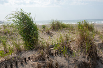 Tall green grass and weeds on a sand dune with beach and ocean in the background on an overcast day
