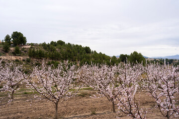 bullas salto del usero
