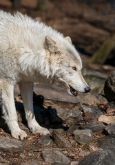 Sassa is a beautiful Tundra wolf at the Lakota Wolf Preserve. She was born with disabilities and brought to the preserve where she is thriving. 