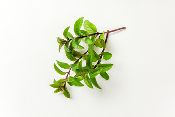 ペパーミント白背景 © Nii Koo Nyan