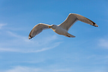 Möve im Flug.