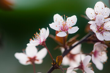 Fototapeta premium Purple leaf plum blossoms blooming under the blue sky, outdoor nature. Pink plum blossom with purple leaves, dreamlike romantic image of spring, panoramic scenery