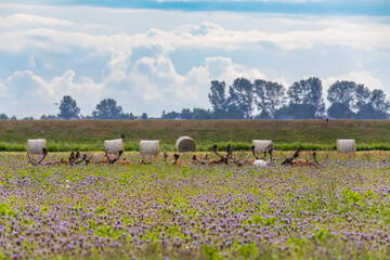 Hirsche auf Blumenwiese.