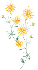 Watercolor meadow and wild flower.Botanical blossom floral elements.Herbs, weed, wild plants, blooming yellow flower.