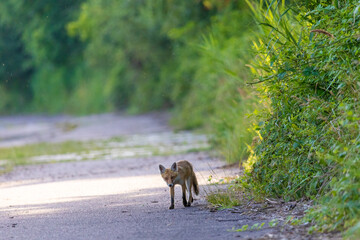 Junger Fuchs auf dem Weg.