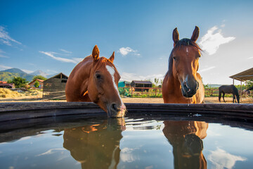 Watering hole for horses on the farm