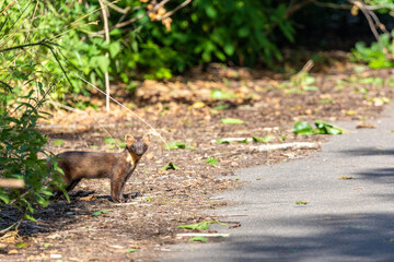 Baummarder am Weg.