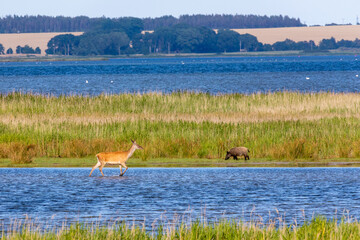 Hirschkuh und Wildschwein am Pramort.