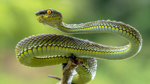 Green viper snake in close up
