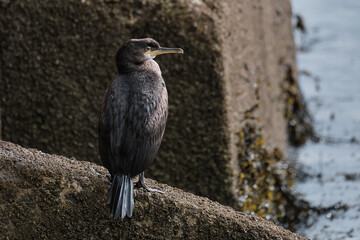 Cormorant at Burghead Harbour