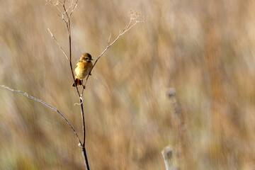 A european stonechat in the wilderness