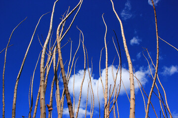 Branches against the sky