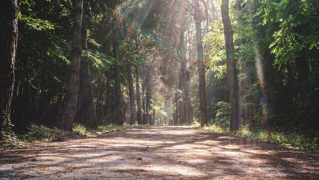 Empty road in Ataturk Arboretum leading to distant through deciduous tree woods. Dirt forest trekking route. Picturesque wilderness endless scene.