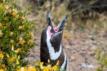 A Magellanic Penguin calling at Punta Tombo nature reserve near Puerto Madryn, Argentina. Magellanic penguins perform a variety of vocalizations. 