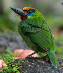 green winged barbet